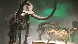 Some Pleistocene animals