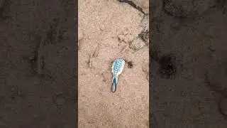 Antlion burying itself & waiting for prey