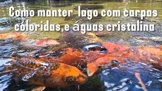 Como manter lago com carpas coloridas, e &aacute;guas cristalina. 