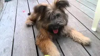 Elevage de petits chiens ACS