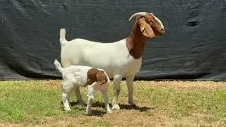 LOT 74