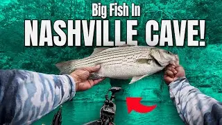 FEEDING FRENZY! Fishing schooling hybrid bass near this Nashville cave!