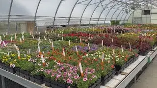 Sneak peek of this year's Penn State Flower Trials