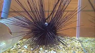 ガンガゼ　Diadem urchin,Black long spine urchin　Diadema setosum