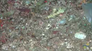 ROV Dive 416 - Ashmore Reef Location Six, Dive 2 - Part A