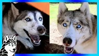 WHAT DID YOU DO !  HUSKY DIGGING PARTY
