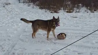 Adoptable Haven on Another Winter Adventure - Part 1