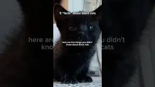 🐈&zwj;⬛ Black cats are magical #facts #didyouknow #catshorts #blackcats
