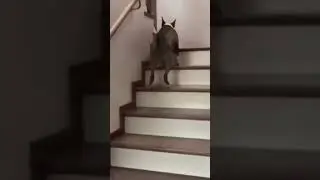dog funny ,,dog to jump with safety 😄😄