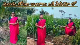 మూడు రకాల పెళ్ళేటూరు మా తోట అందాలు ఒకే వీడియో లో | village garden vlog | @Jhansisudhavlogs 👌