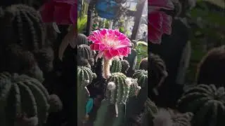 🌷#Echinopsis&nbsp;: NC27 #cactus #flowers #ดอกไม้&nbsp; #อิชินอปซิส #กระบองเพชร&nbsp;#plant #SHORTS