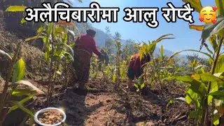 अलैचिबारीमा आलु रोप्दै ॥ Hardworking people || Karu vlog 