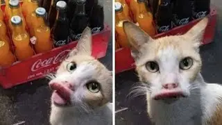 Лютые Приколы | кот которого покусали пчелы