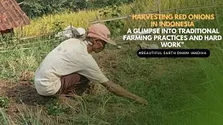 Harvesting Red Onions in Indonesia: A Glimpse Into Traditional Farming Practices and Hard Work