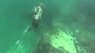 Seal Snorkelling,  Montague Island