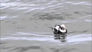 Long-tailed Ducks diving