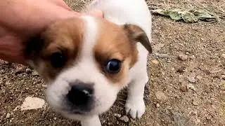 Records of a puppy adapted to new life ( Episode 3 )