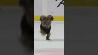 2026 Wiener Dog Races