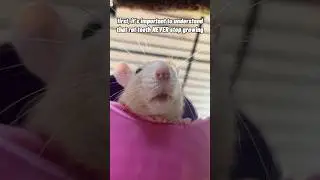 Как отучить крыс жевать всё подряд
