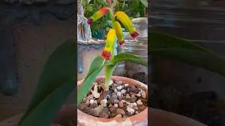 Lachenalia aloides #plants #flowers #garden #succulents #fyp
