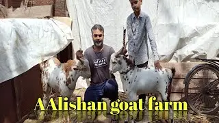 top quality barbre bakre for sale in AAlishan goat farm parbhani Maharashtra (sold out)
