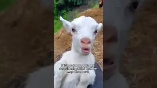 The Talented Goat: Master of Tricks and Surprises!