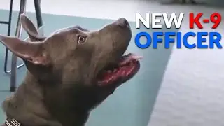 Poland's new K-9 was diamond-in-the-rough rescue