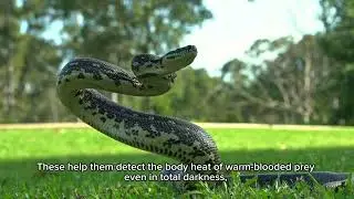 Incredible Facts about Pythons. #viral #recommended #animals #documentary #funfacts #python #snake