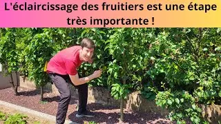 L'éclaircissage des fruitiers est une étape très importante !