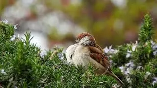 Birds status - pixabay video free download #shorts
