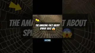 The Amazing Fact About Spider Silk! 😱