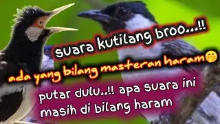 Suara kutilang full isian💯mantap buat masteran🔥JALAK SUREN & SEMUA BURUNG KICAU ‼️