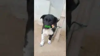 My dog barking show my mobile #Dog#bark#mobile#puppy