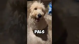 Solve Maverick&rsquo;s Riddle! #pets #puppy #cute #doglover #dog
