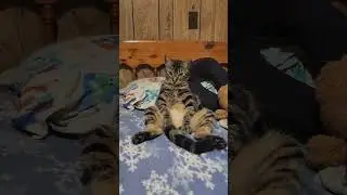 Kitty Relaxing Without A Care In The World 😸
