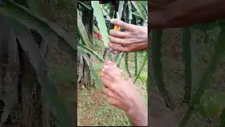 Harvesting Organic Dragon Fruits in Off pick period in September'2024. Courtesy: Amin Muhammad Agro.
