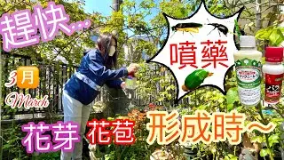 趕快進行❗️春天玫瑰花芽花苞出現您得這麼做才不會喪失花量❗️ You must to do this. when rosebuds appear