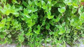 Turtle Vine Care Guide. Soil, Sunlight,Water Fertilizer, Propagation.Callissia Repens.