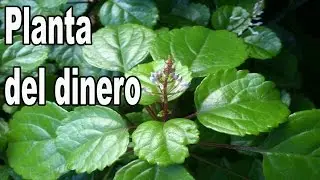 Planta del dinero Plectranthus Verticillatus