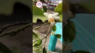 The Easiest Way To Grow A Lemon Tree From Cuttings -  Air Layering  || #shorts #lemon #layering