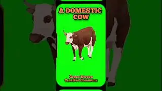 Cow video animation Green screen . Chromakey footage .