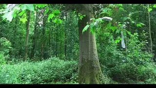 Koortsboom Liesbos Breda