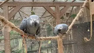 Hi again 🤗 today I will show you the Aviary from the African Grey Parrots