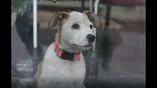 Ein Tag im M&uuml;nchner Tierheim - Student. Imagefilm 2019