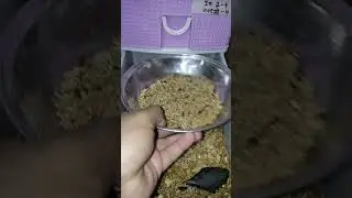 new baby come out #mealworms #promeal #shortvideo