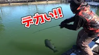 秋川湖でめっちゃ釣れるポイントを教えます【エリアトラウト・管理釣り場】／HartDesign TV(ハートデザインTV) 【Vol.326】