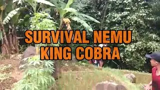 SURVIVAL NEMU KING COBRA GANASSS