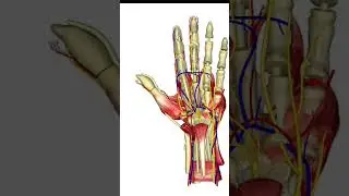 Volar Arch and Function #anatomy #volararch #education #bmlt