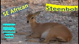 Steenbok facts 🦌 Steinbuck 🦌 Steinbok 🦌 gaining moisture from food 😎