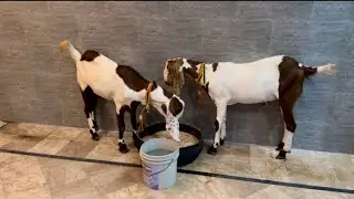 Alhamdulilah 😇Qurbani k liay janwar ly liye🐐🐐